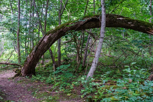 Velho Tronco Árvore Seca Pisar Floresta Para Toras Madeira Lareira — Fotografia de Stock