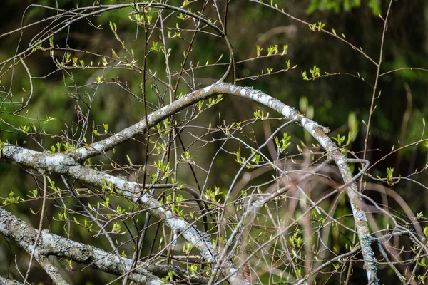 Kis Faágak Tavasszal Semleges Homályos Háttérrel Elvont Friss Zöld Levelekkel — Stock Fotó