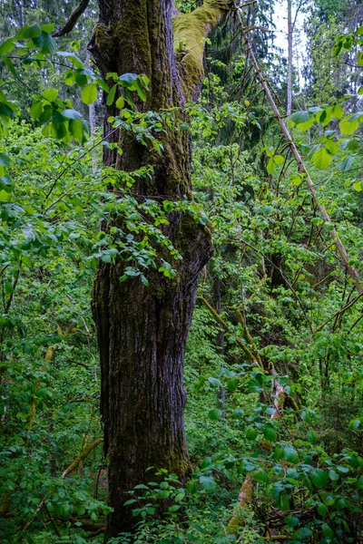 Verde Foresta Lussureggiante Con Foglie Fogliame Cespuglio Texture Nella Natura — Foto Stock