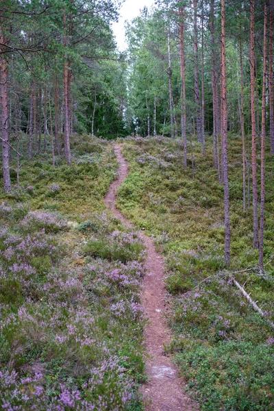 Toeristische Route Het Bos Herfst Met Geel Gevallen Bladeren Het — Stockfoto