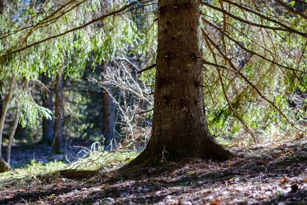 太陽の光で苔に覆われた木の幹や枝のある日当たりの良い古い森 — ストック写真