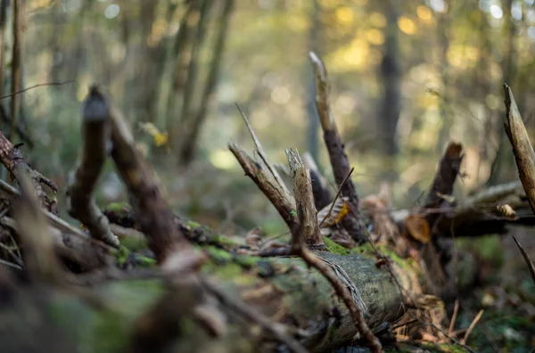 Vieux Tronc Arbre Sec Piétiner Dans Forêt Pour Les Bûches — Photo