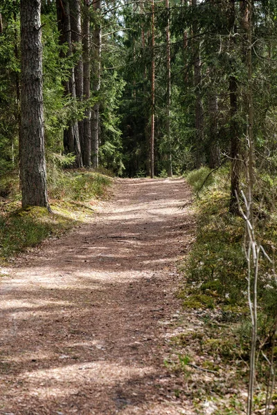 Beau Chemin Gravier Dans Forêt Printemps Arbres Sans Feuilles — Photo