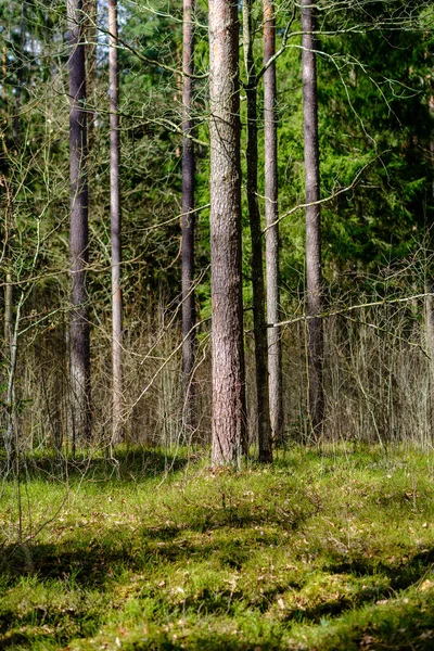 Sonniger Alter Wald Mit Baumstämmen Und Stampfen Frühling Moosbewachsene Baumstämme — Stockfoto