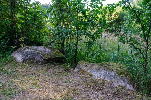 Piedras Grandes Bosque Salvaje Con Musgo Grietas Del Tiempo — Foto de Stock