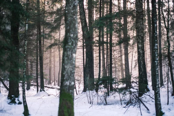 Trädstam Vägg Vinterskog Täckt Med Snö Och Sol Skiner Genom — Stockfoto