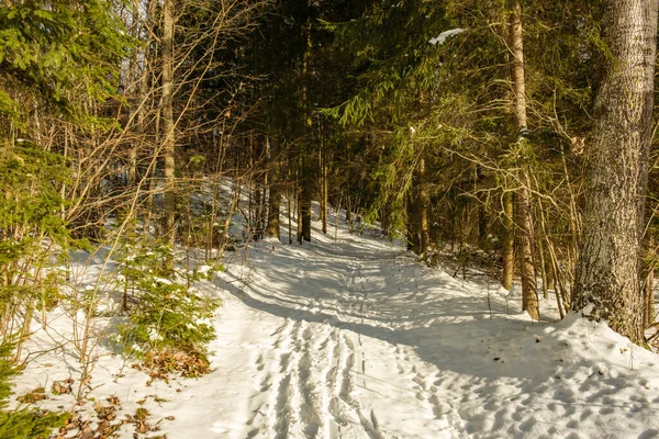 Magica Foresta Invernale Con Alberi Sotto Copertura Neve Giornata Sole — Foto Stock