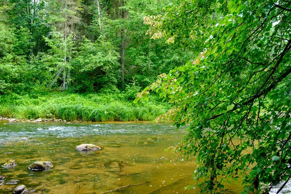 Маленький Річковий Струмок Літньому Зеленому Лісі Скелями Низькою Водою — стокове фото