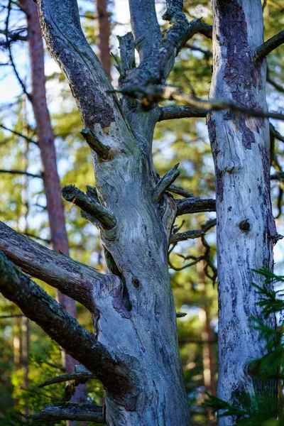 Tronco Árbol Texturizado Fondo Bosque Primavera Con Colores Blanqueados —  Fotos de Stock