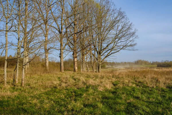 Grande Tronco Albero Vecchio Nella Foresta Ambiente Naturale — Foto Stock