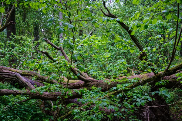 Bosque Verde Exuberante Con Hojas Follaje Textura Arbusto Naturaleza Verano — Foto de Stock