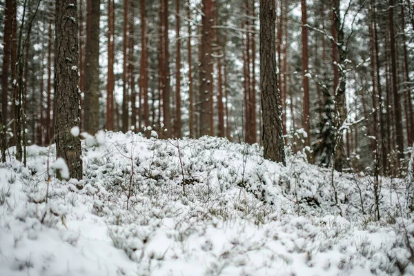 Ściana Pnia Drzewa Lesie Zimowym Pokryta Śniegiem Słońcem Świecącym Przez — Zdjęcie stockowe