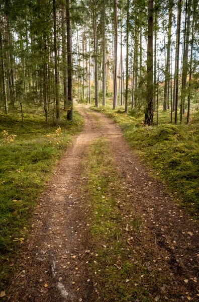 Sentier Touristique Forêt Automne Avec Des Feuilles Jaunes Tombées Sur — Photo