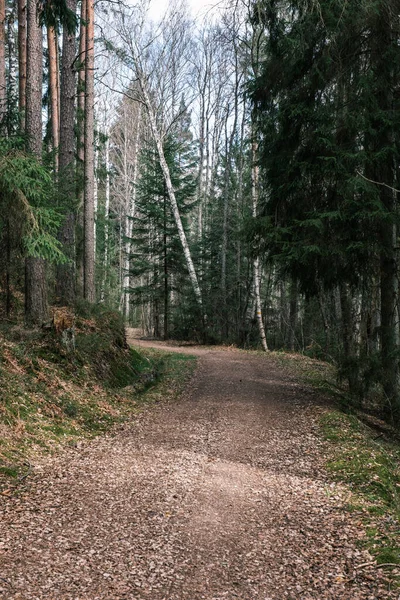 Beau Chemin Gravier Dans Forêt Printemps Arbres Sans Feuilles — Photo