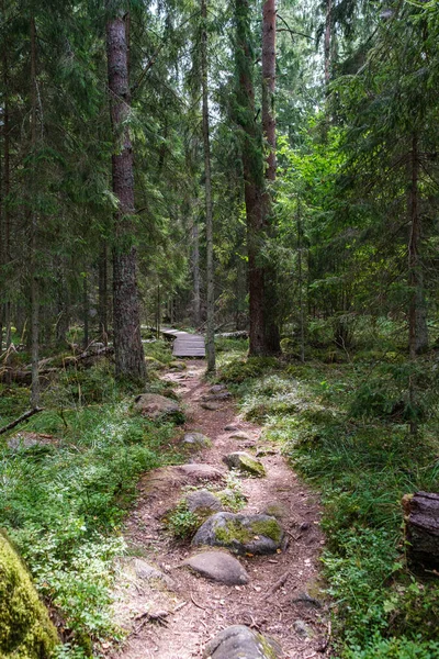 Sentier Touristique Forêt Automne Avec Des Feuilles Jaunes Tombées Sur — Photo