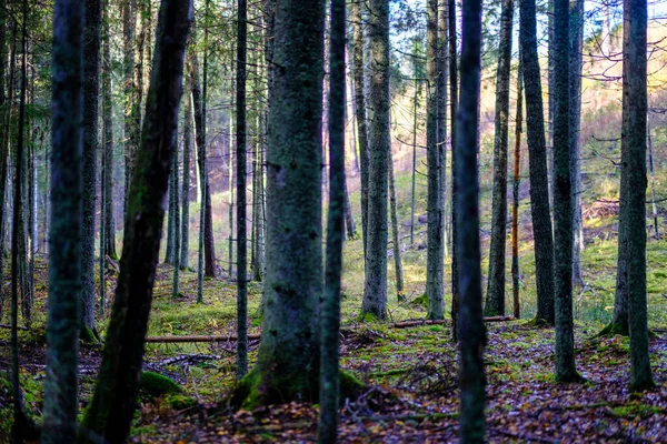 Σκούρο Φθινοπωρινό Δάσος Κορμούς Δέντρων Χωρίς Φύλλα Καφέ Τόνους — Φωτογραφία Αρχείου