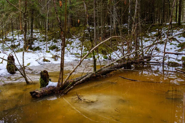 Gefrorener Flussblick Wald Mit Eis Und Schnee Und Braunem Wasser — Stockfoto