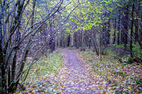 Trilha Turística Floresta Outono Com Folhas Amarelas Caídas Caminho — Fotografia de Stock