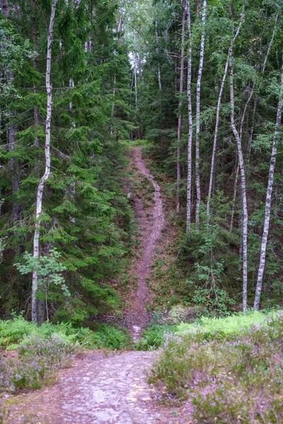 Wanderweg Wald Herbst Mit Gelbem Laub Auf Dem Weg — Stockfoto