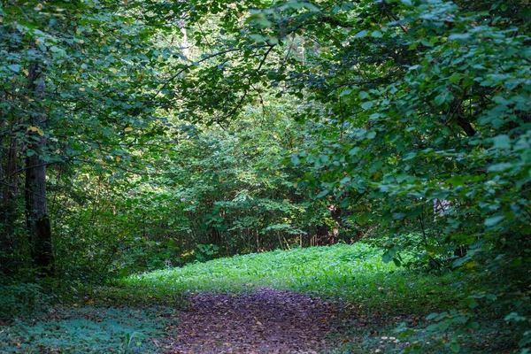 Sentier Touristique Forêt Automne Avec Des Feuilles Jaunes Tombées Sur — Photo