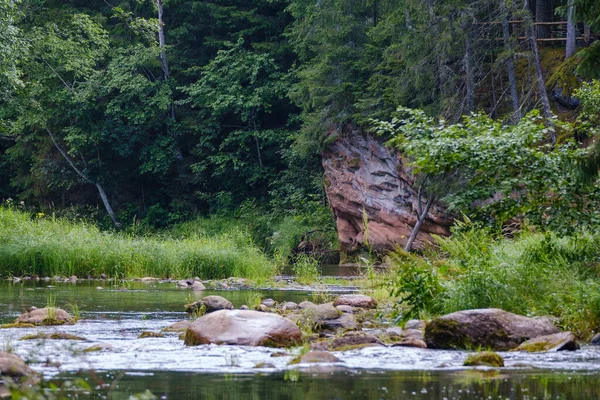 Мальовничий Літній Вид Річку Лісі Зеленим Листям Листя Дерева Низькою — стокове фото