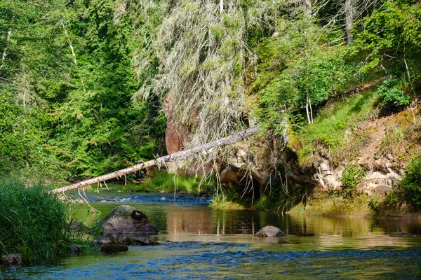 Sandstensklippor Stranden Skogsfloden Gauja Lettland — Stockfoto