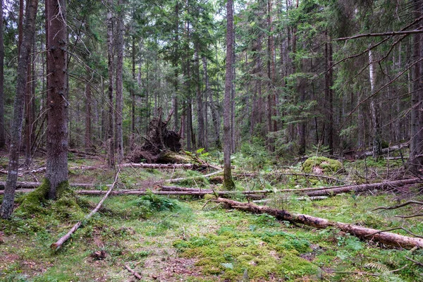 Stare Suche Drzewo Tupot Lesie Drewna Kłody Kominek — Zdjęcie stockowe