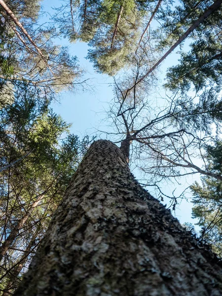 春の森の木の幹の質感の背景に漂白色 — ストック写真