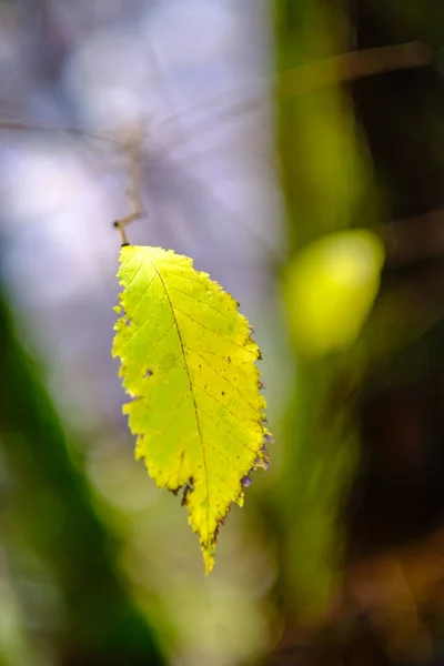 Abstracte Herfst Gekleurde Blad Pettern Natuur Met Wazige Achtergrond Humeurige — Stockfoto