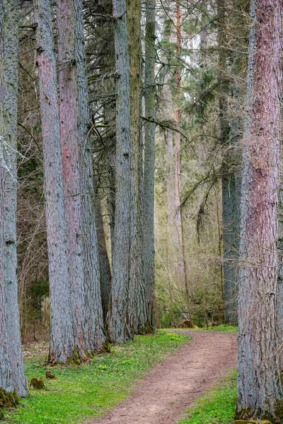 Grand Tronc Arbre Ancien Dans Forêt Milieu Naturel — Photo