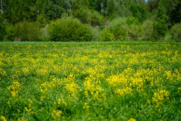 Zielony Lato Łąka Abstrakcyjna Tekstura Kwiatów Trawy — Zdjęcie stockowe