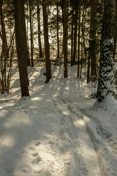 Floresta Mágica Inverno Com Árvores Sob Cobertura Neve Dia Ensolarado — Fotografia de Stock