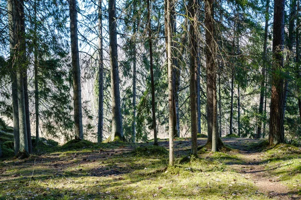 Foresta Naturale Estiva Rigogliosa Cespugli Tronchi Albero Muschio Terra Riserva — Foto Stock