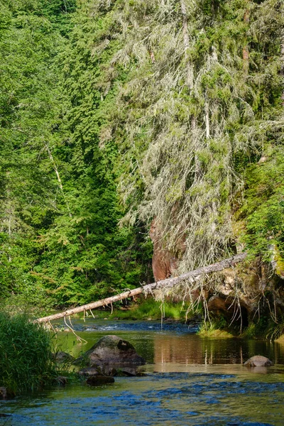 Pískovcové Útesy Břehu Řeky Gauja Lotyšsku — Stock fotografie