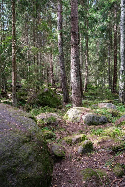 Великі Камені Дикому Лісі Мохом Тріщинами Часом — стокове фото