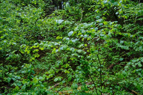 夏の緑豊かな森には葉や葉やブッシュの質感があり — ストック写真