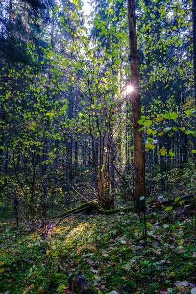 나무줄기에 색조의 어두운 — 스톡 사진