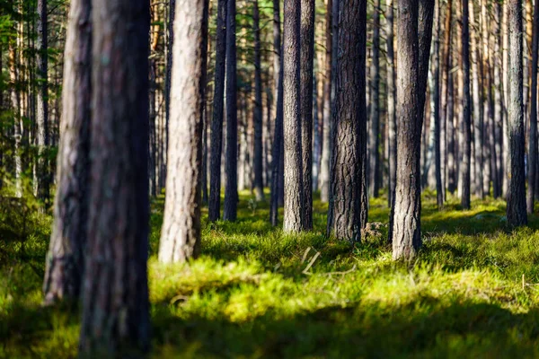 Boom Stam Textuur Achtergrond Het Voorjaar Bos Met Bleke Kleuren — Stockfoto