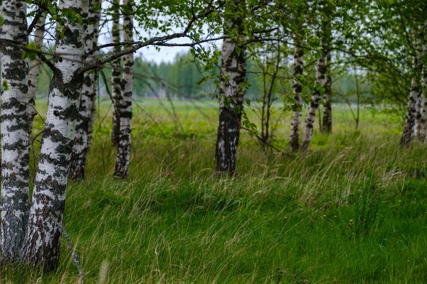 우거진 자연의 나무줄기와이끼 동물을 보호구역 — 스톡 사진