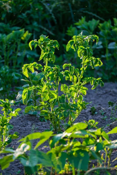 Zielony Las Bujny Liści Liści Krzewów Tekstury Lecie Natura — Zdjęcie stockowe