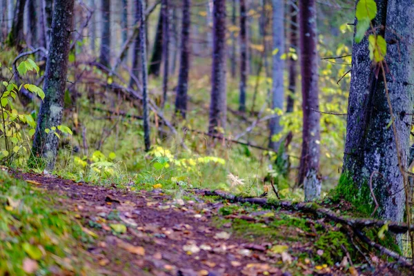 Bosque Oscuro Otoño Con Troncos Árbol Sin Hojas Tonos Marrones — Foto de Stock