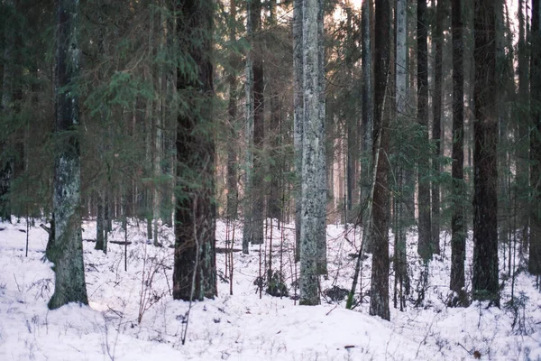 Boomstam Muur Winter Bos Bedekt Met Sneeuw Zon Schijnt Door — Stockfoto