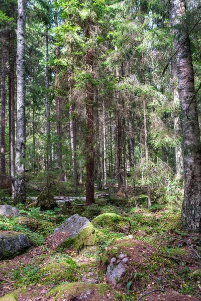 Large Stones Wild Forest Moss Cracks Time — Stock Photo, Image