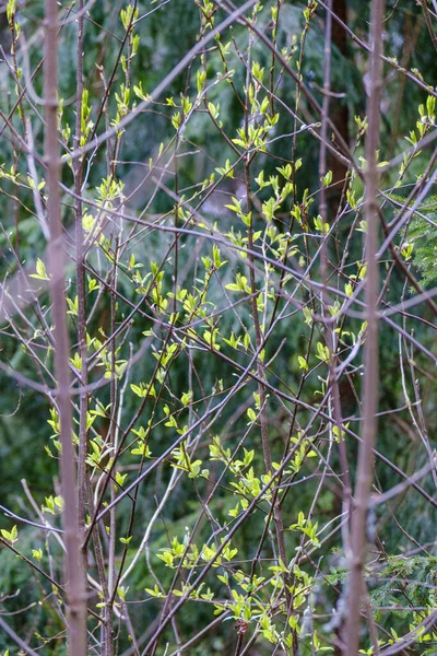 Piccoli Rami Albero Primavera Sfondo Sfocato Neutro Astratto Con Foglie — Foto Stock