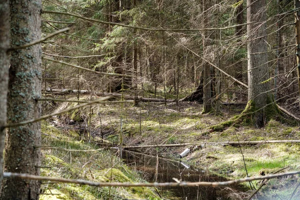 Träd Stam Texturerad Bakgrund Vår Skog Med Bleech Färger — Stockfoto