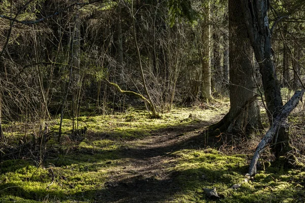 Solig Gammal Skog Med Trädstammar Och Stampar Våren Mossbeklädda Stockar — Stockfoto