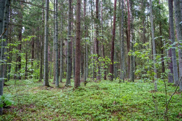 Zelený Les Svěží Listy Listoví Keře Textury Letní Přírodě — Stock fotografie