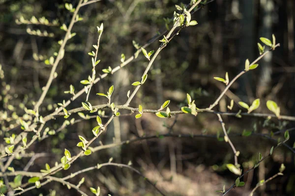 Pequenos Galhos Árvore Primavera Fundo Borrão Neutro Resumo Com Folhas — Fotografia de Stock