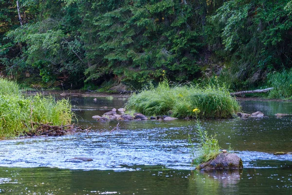 Vacker Sommar Flod Utsikt Skogen Med Gröna Lövträd Löv Och — Stockfoto