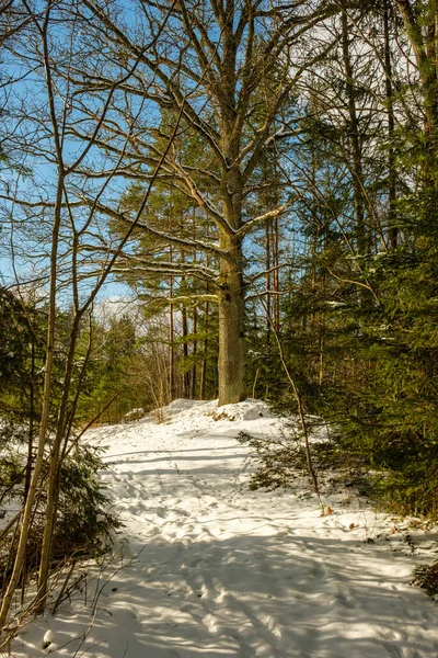 Magical Winter Forest Trees Snow Cover Sunny Day Country — Stock Photo, Image